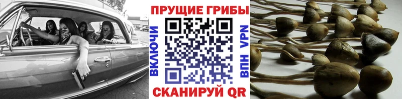 Купить  Качканар  Галлюциногенные грибы Psilocybe 